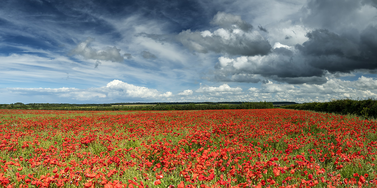 #190442-1 - Field of English Poppies, Norfolk, England