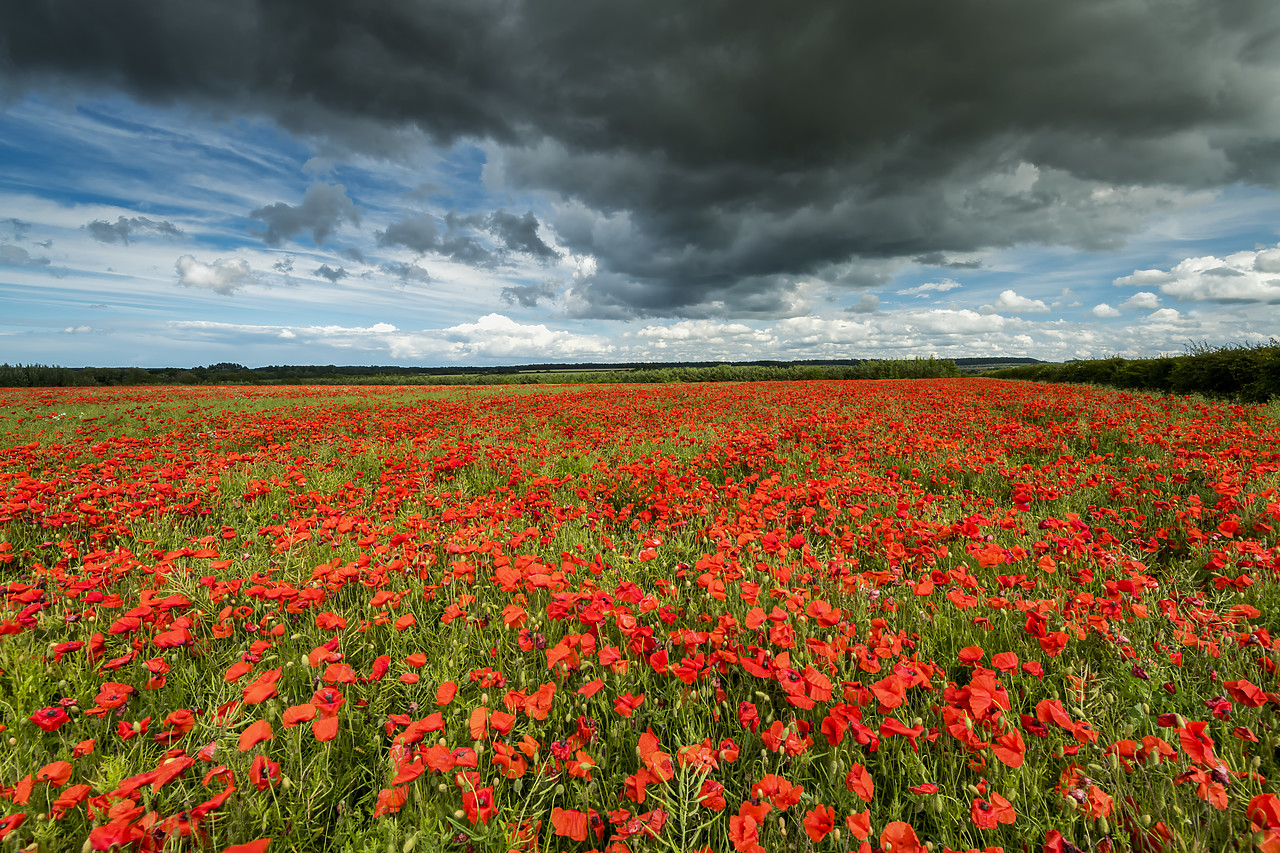 #190443-1 - Field of English Poppies, Norfolk, England