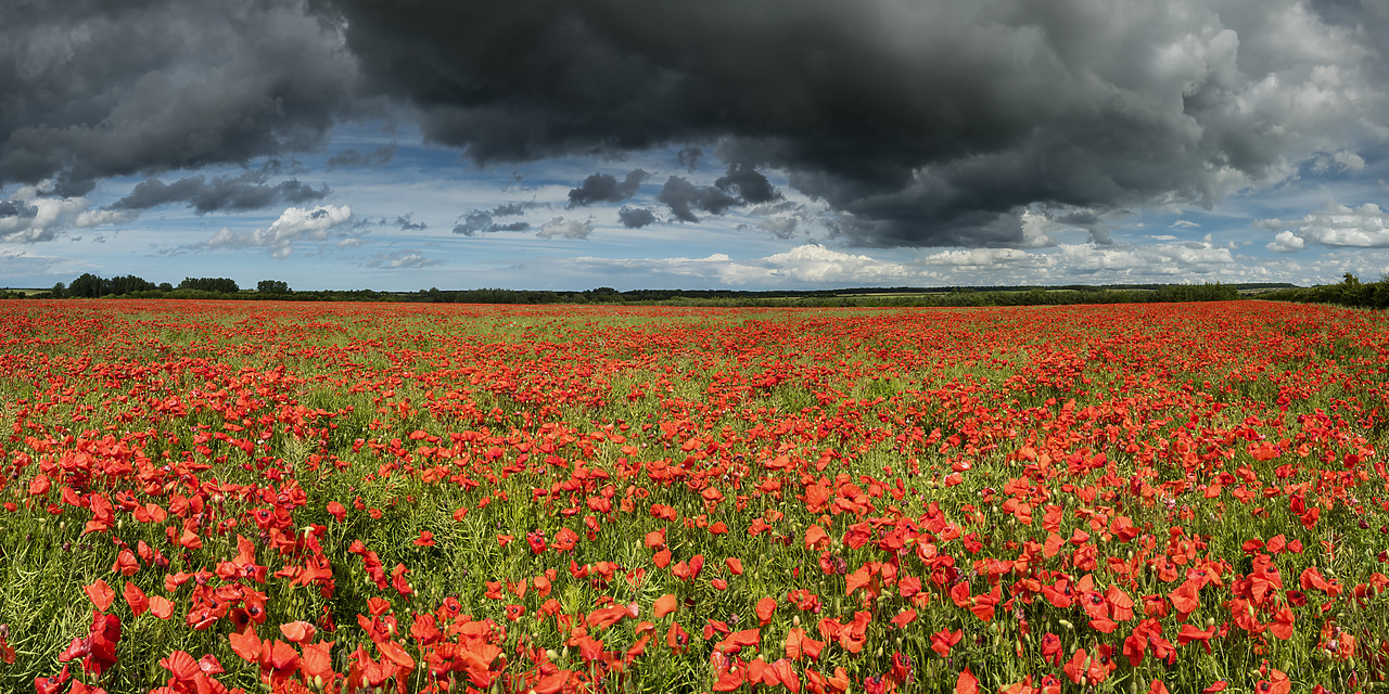 #190444-1 - Field of English Poppies, Norfolk, England