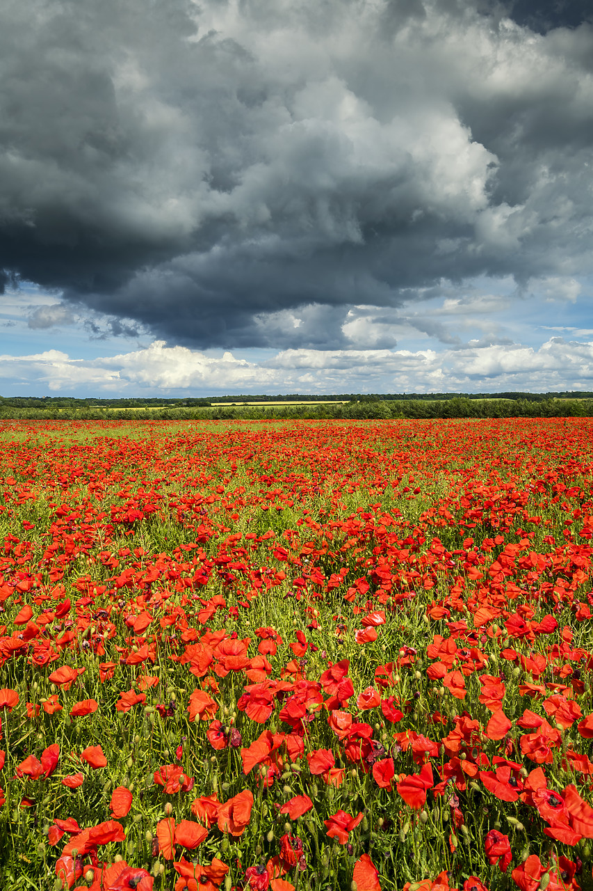 #190445-1 - Field of English Poppies, Norfolk, England