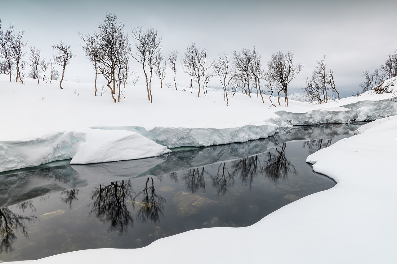 #190452-1 - Birch Trees Reflections in Winter, Senja, Norway