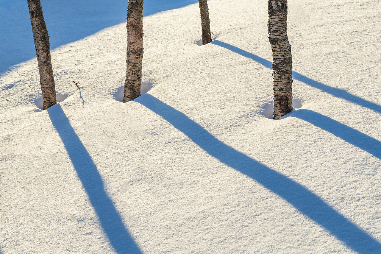 #190459-1 - Birch Tree Shadows, Senja, Norway