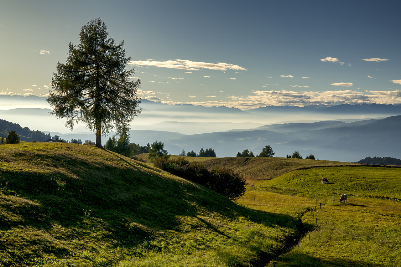 #190553-1 - Lone Larch Tree & Misty Landscape, Alpe di Siusi, Dolomites, Italy