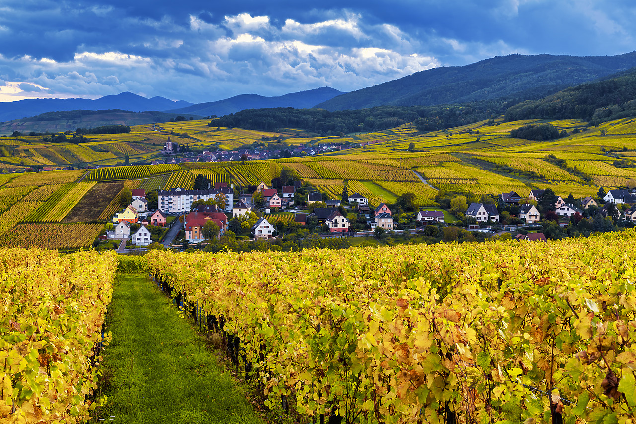 #190557-1 - View over Vineyards near Riquewihr, Alsace, France