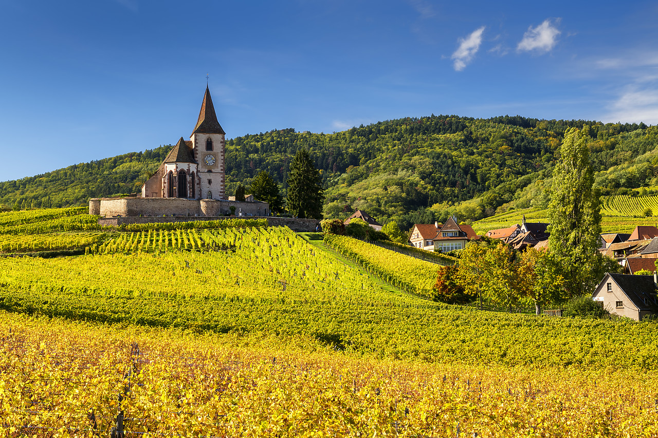 #190563-1 - Church & Vineyards in Autumn, Hunawihr, Alsace, France