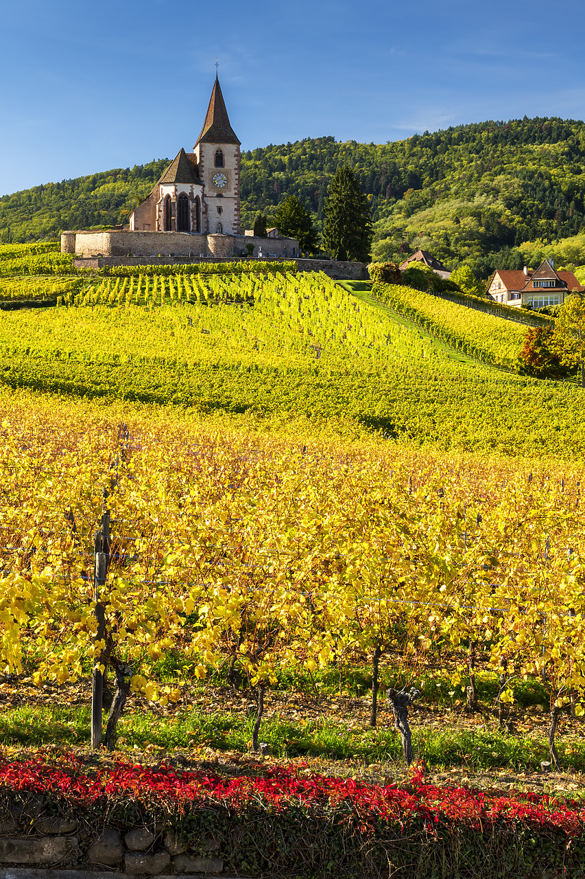 #190563-2 - Church & Vineyards in Autumn, Hunawihr, Alsace, France