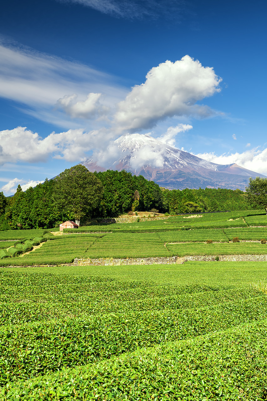 #190612-2 - Green Tea Plantation & Mt. Fuji, Honshu, Japan