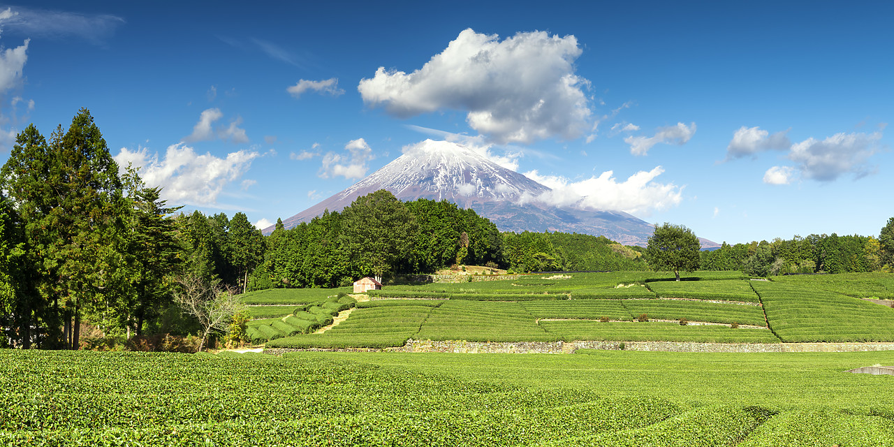 #190612-3 - Green Tea Plantation & Mt. Fuji, Honshu, Japan