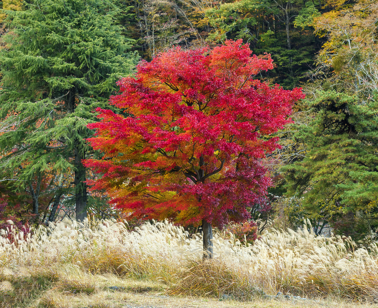 #190629-1 - Red Maple Tree in Autumn, Yamanashi Prefecture, Japan