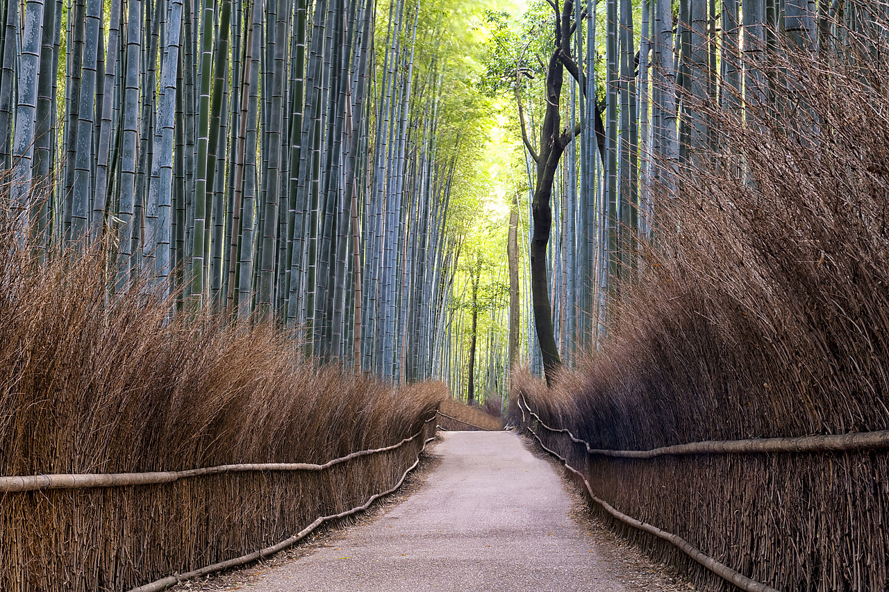 #190642-1 - Path Through Bamboo Forest, Sagano, Arashiyama, Kyoto, Japan