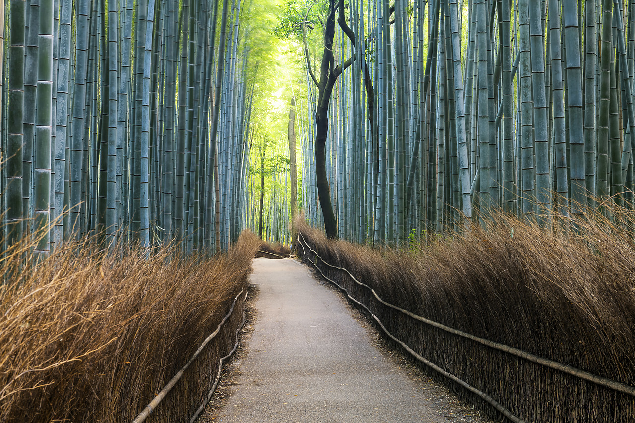 #190644-1 - Path Through Bamboo forest, Sagano, Arashiyama, Kyoto, Japan