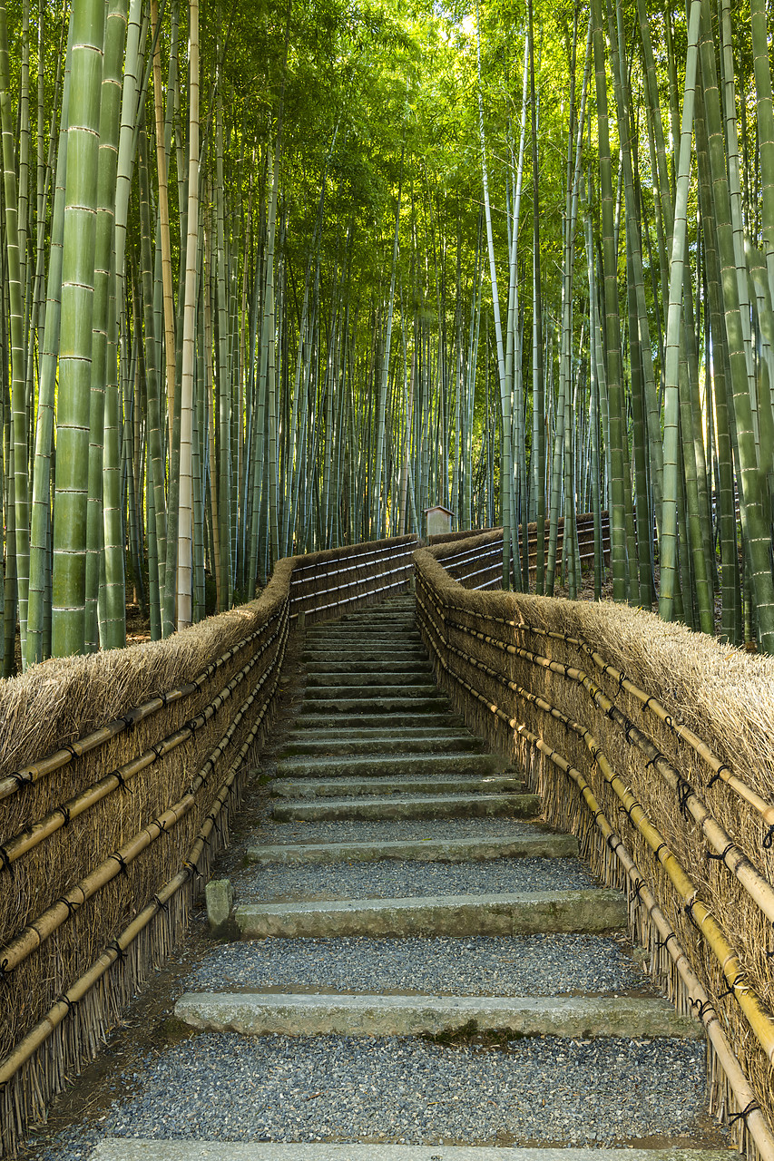 #190651-2 - Steps Through Bamboo Forest, Adashino Nembutsu-ji Temple, Arashiyama, Kyoto, Japan