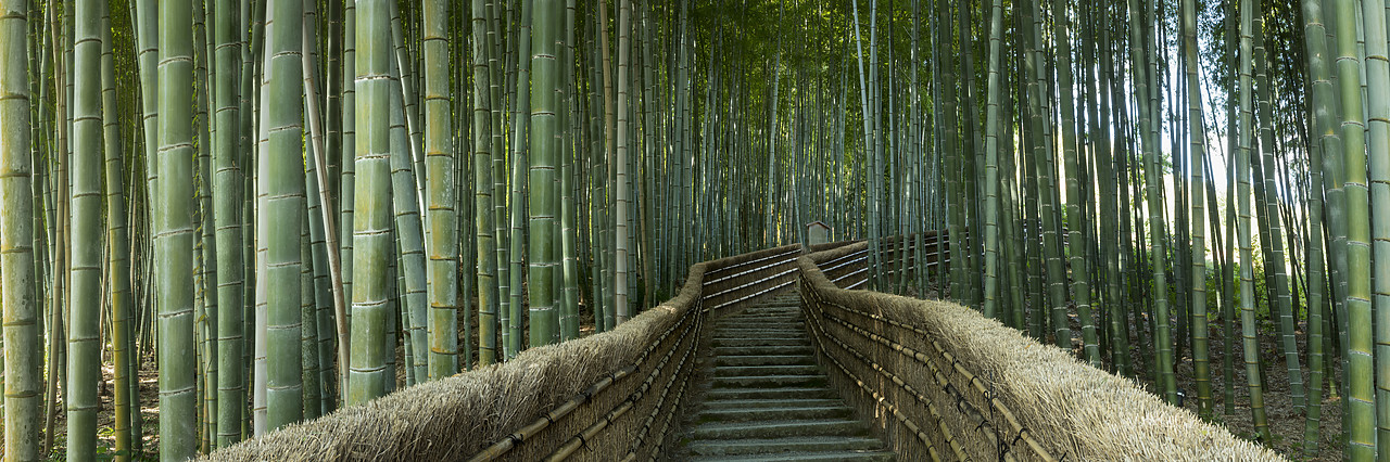 #190651-3 - Steps Through Bamboo Forest, Adashino Nembutsu-ji Temple, Arashiyama, Kyoto, Japan