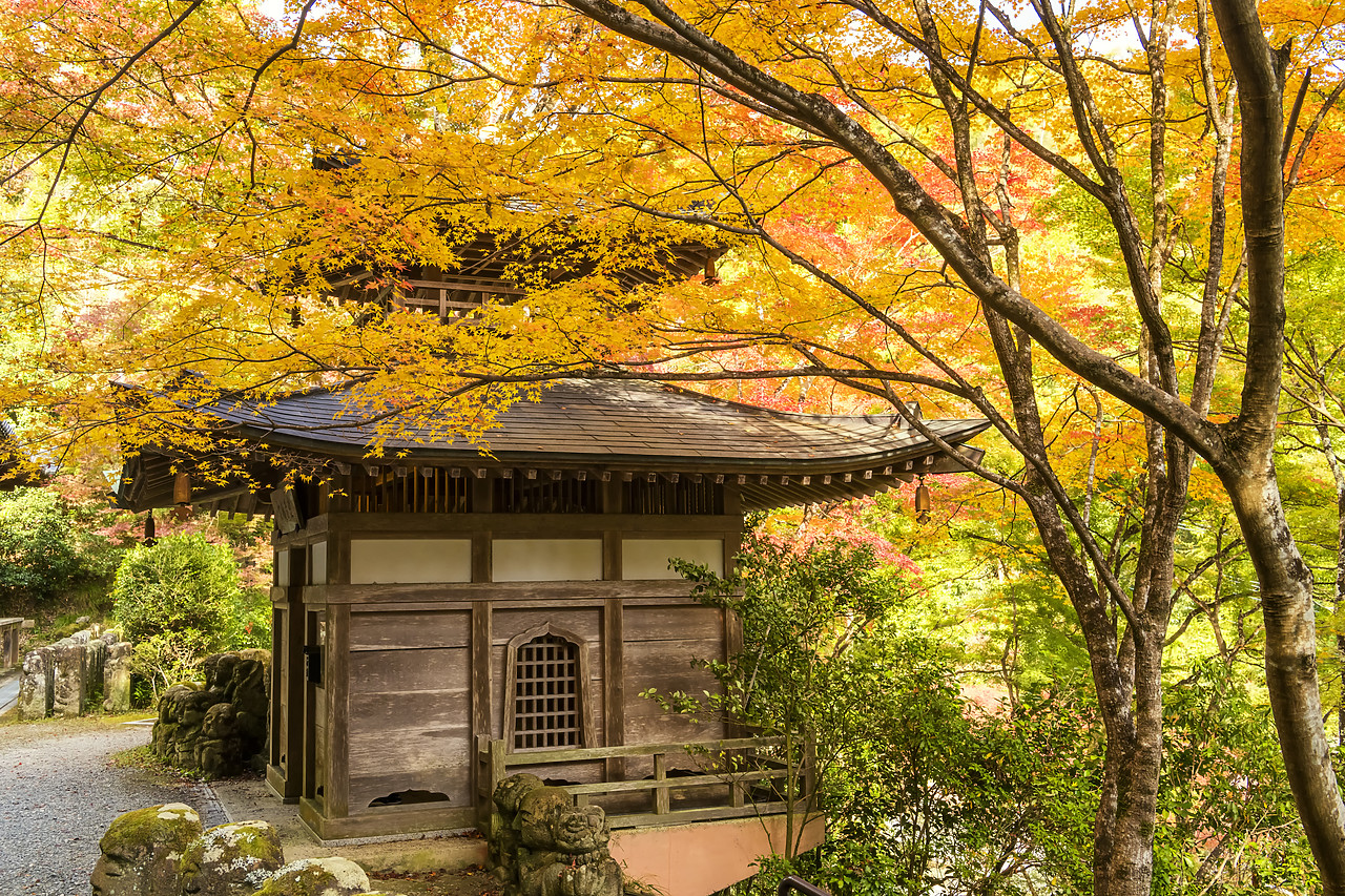 #190655-1 - Otagi Nenbutsu ji Temple in Autumn, Arashiyama Sagano, Kyoto, Japan
