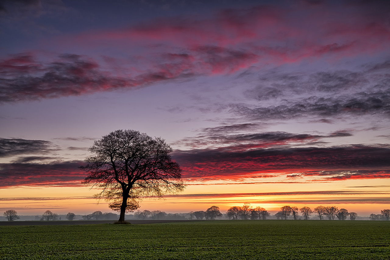#190755-1 - Lone Tree at Sunrise, Norfolk, England