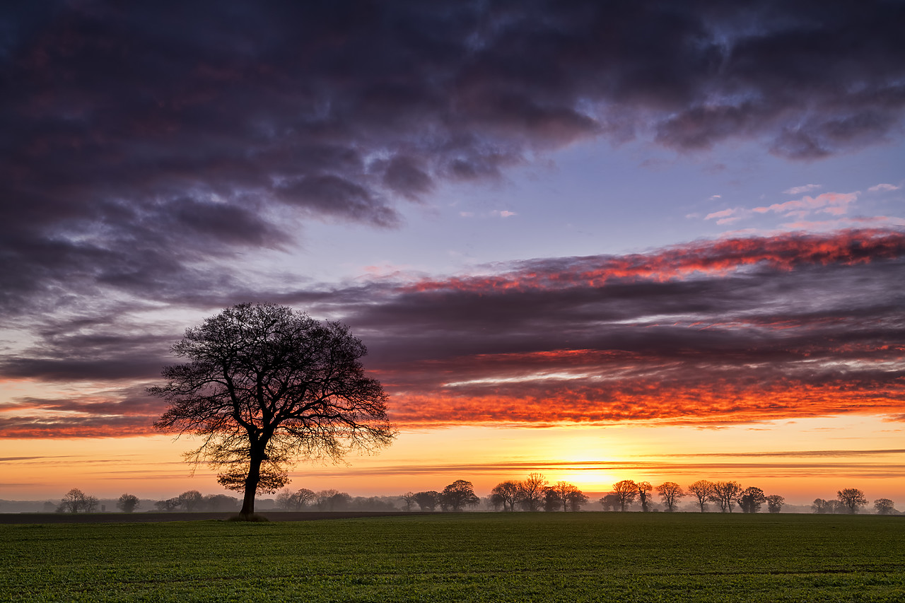 #190756-1 - Lone Tree at Sunrise, Norfolk, England