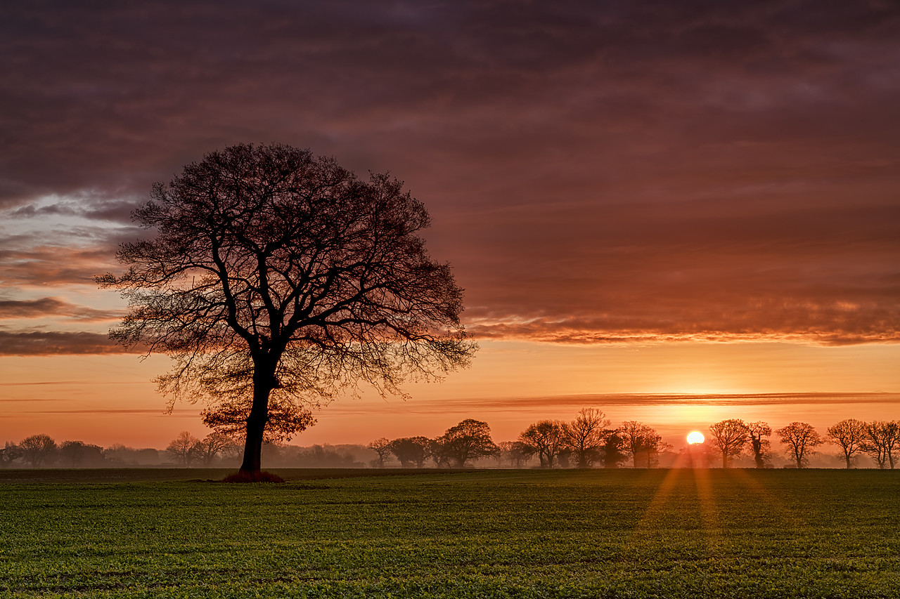 #190757-1 - Lone Tree at Sunrise, Norfolk, England