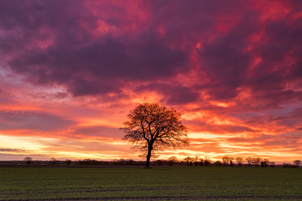 #190759-1 - Lone Tree at Sunrise, Norfolk, England