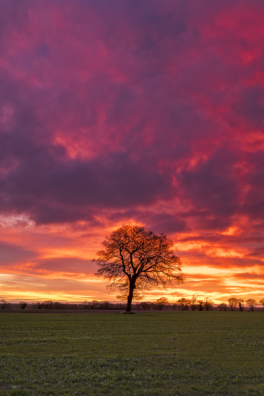 #190759-2 - Lone Tree at Sunrise, Norfolk, England