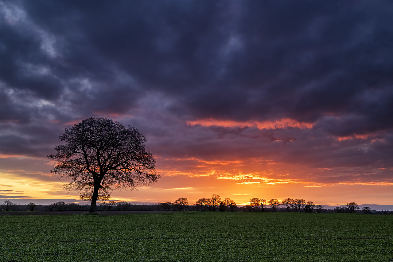 #190760-1 - Lone Tree at Sunrise, Norfolk, England