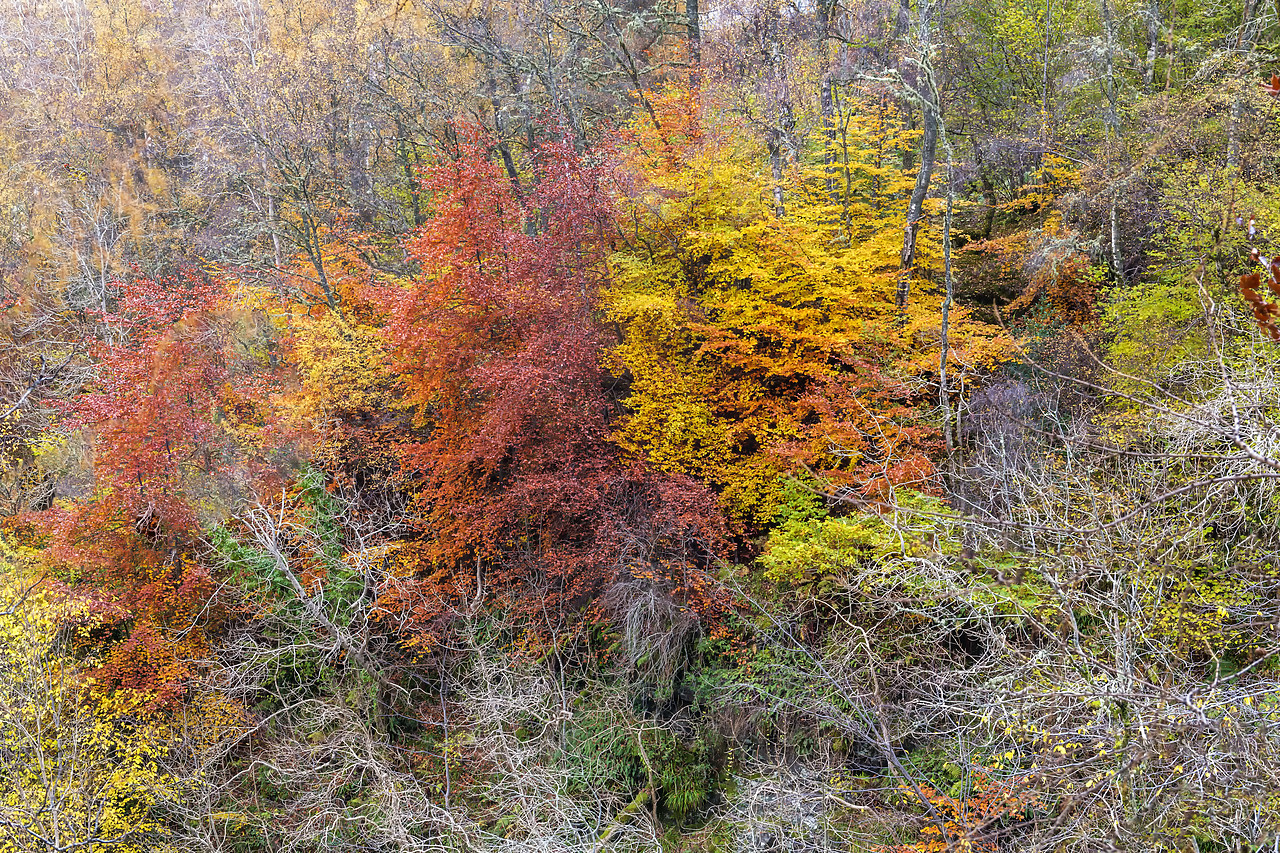 #190779-1 - Birks of Aberfeldy in Autumn, Aberfeldy, Highland Perthshire, Scotland