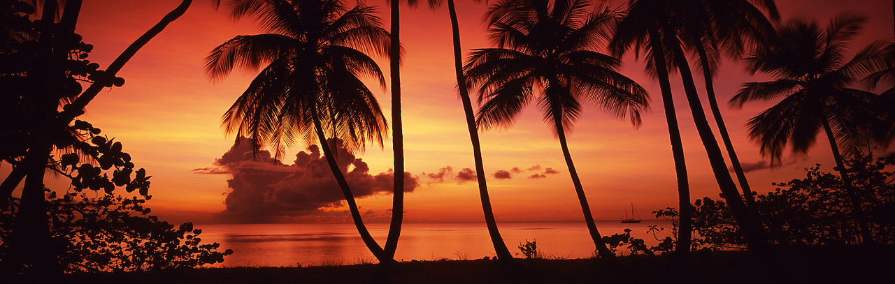 #200107-12 - Palm Trees at Sunset, Pigeon Point, Tobago, Caribbean