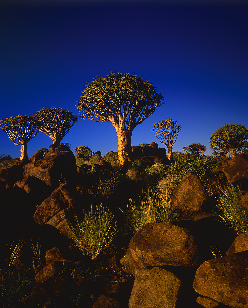 #200129-1 - Quiver Trees, Keetmanshoop, Namibia, Africa