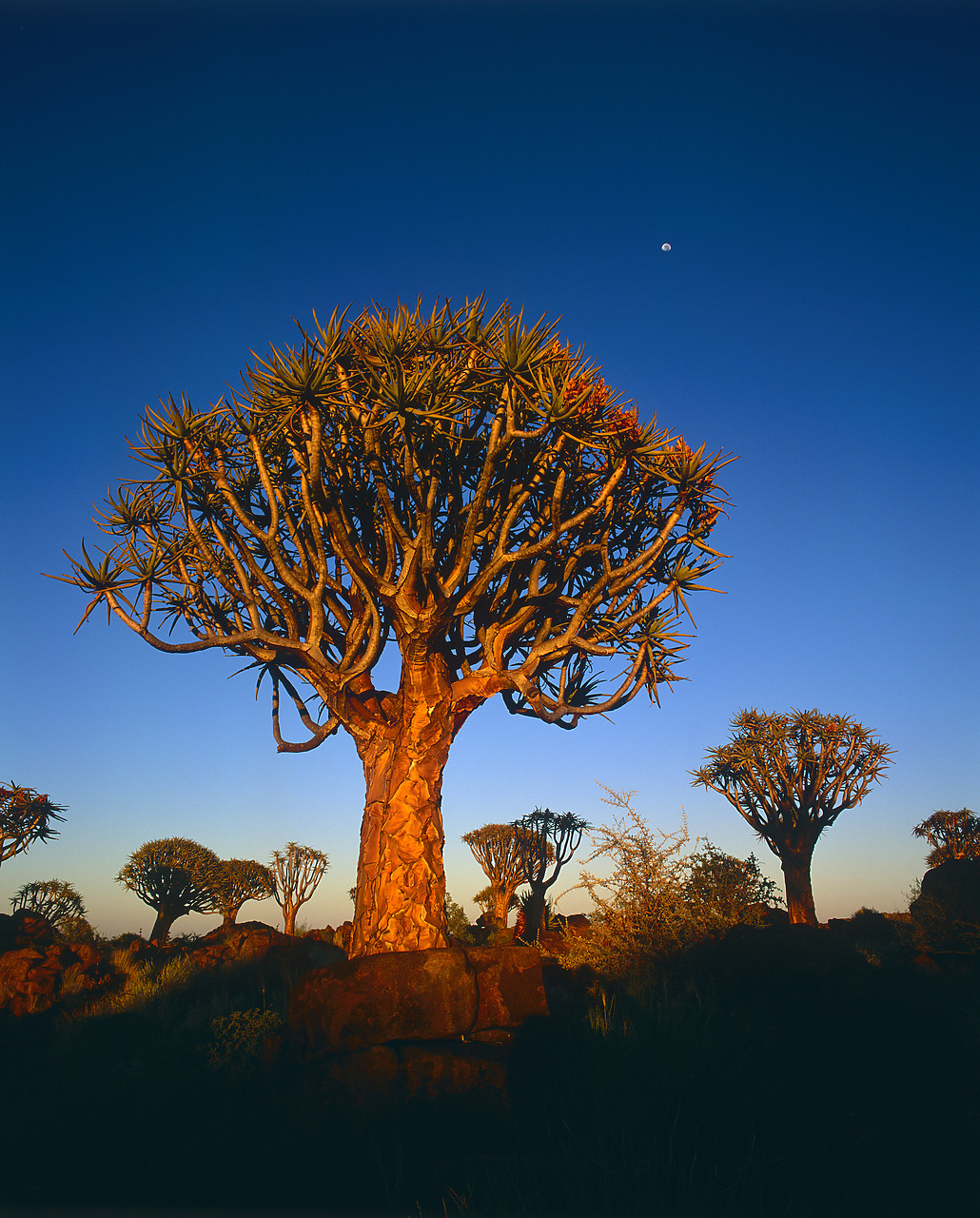 #200130-1 - Quiver Trees, Keetmanshoop, Namibia, Africa