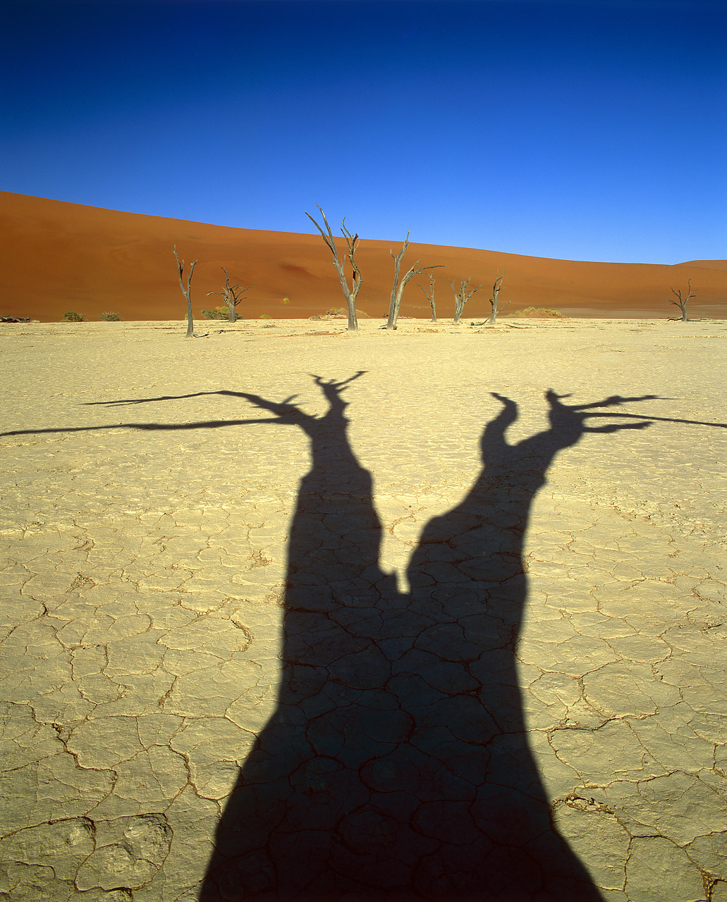 #200132-1 - Camel Thorn Tree Shadow, Deadvlei, Namibia, Africa