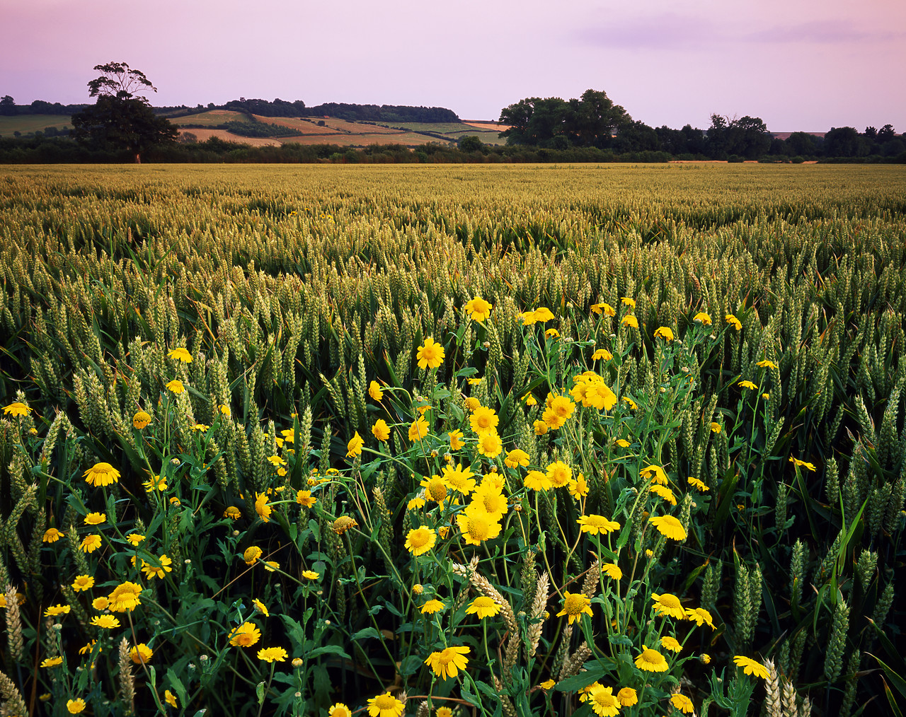 #200175-1 - Corn Marigold & Wheatfield, Branston, Leicestershire, England
