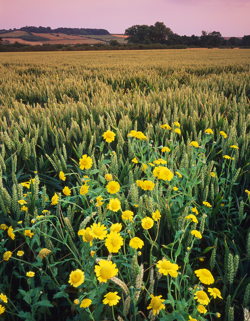 #200175-4 - Corn Marigold & Wheat Field, Branston, Leicestershire, England