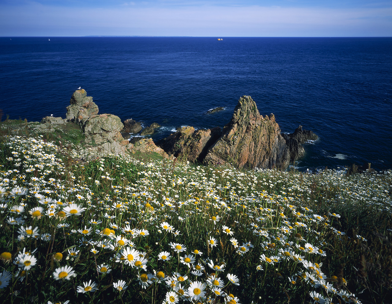 #200186-1 - Wildflowers at Jerbourg Point, St. Martin, Guernsey, Channel Islands