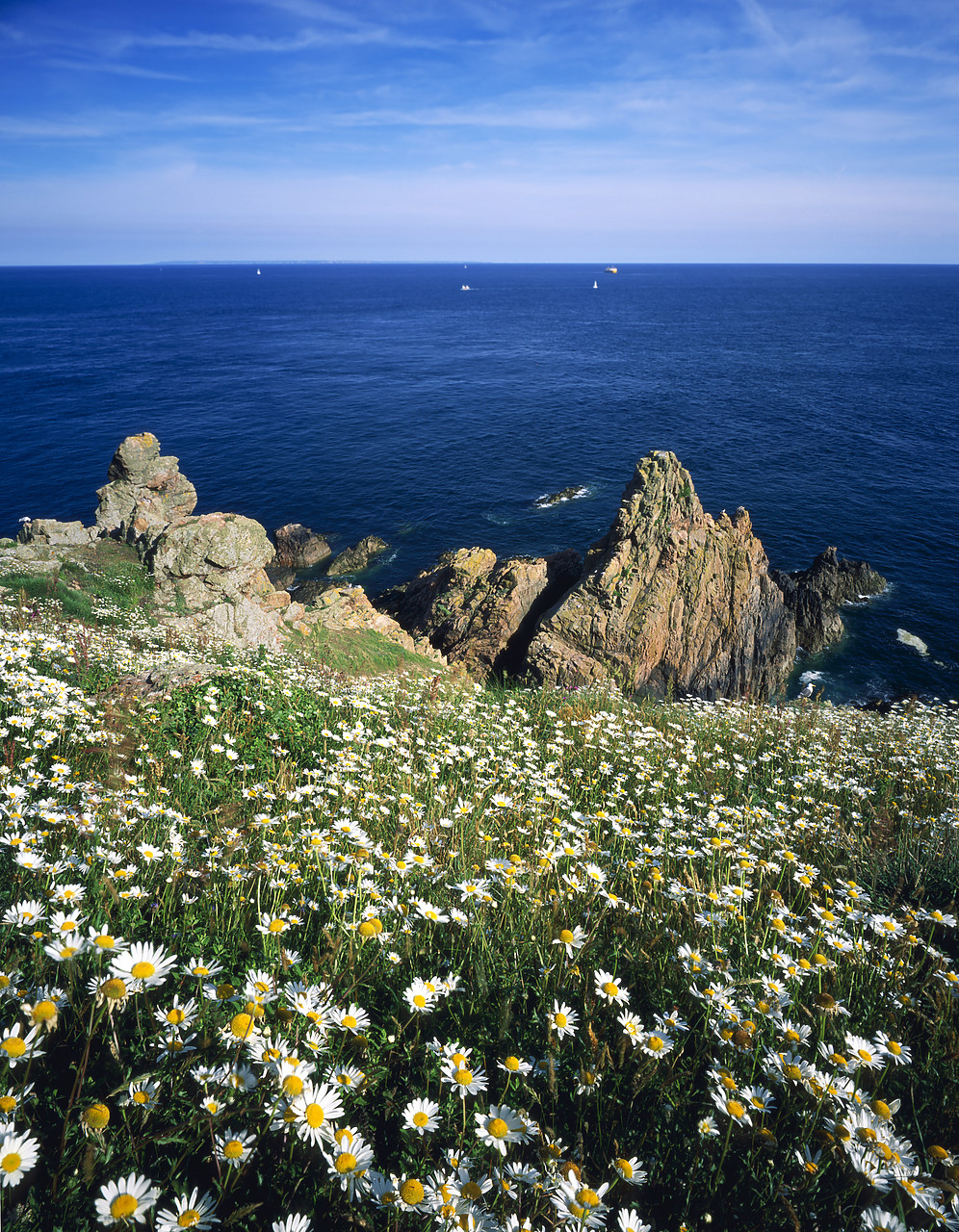 #200186-5 - Wildflowers at Jerbourg Point, St. Martin, Guernsey, Channel Islands