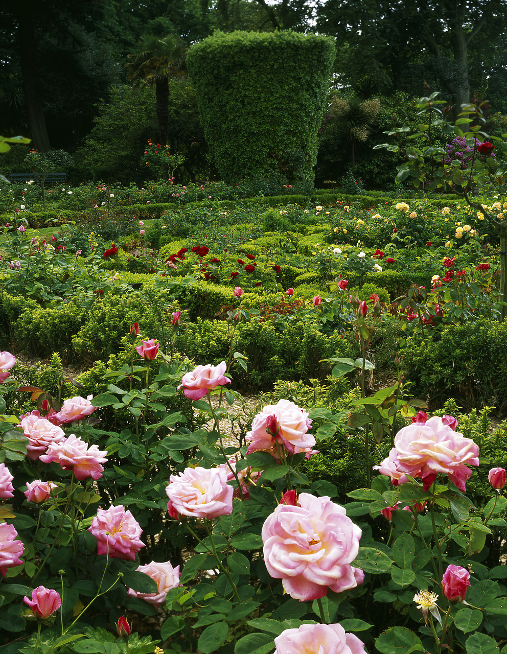 #200190-3 - Rose Garden in Saumarez Park, Vale, Guernsey, Channel Islands