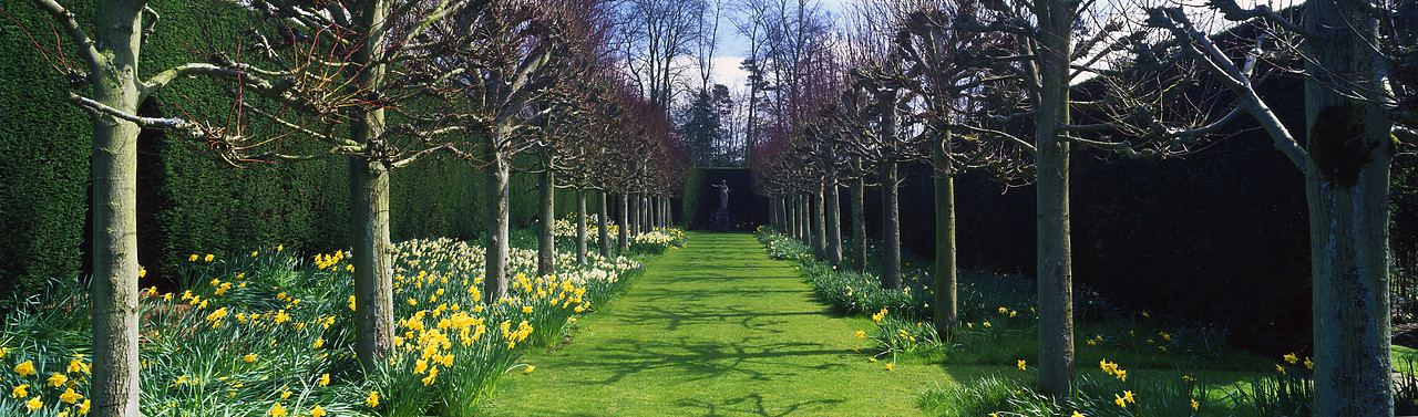 #200224-5 - Bradenham Hall Gardens in Spring, Bradenham, Norfolk, England