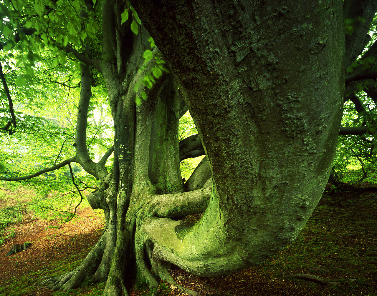 #200234-1 - Beech Tree, Sheringham Park, Norfolk, England