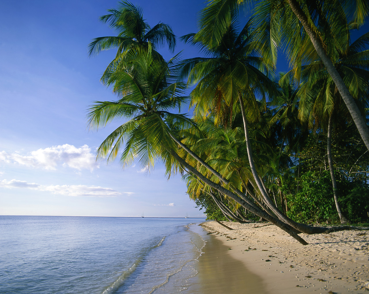 #200379-2 - Palm Trees & Beach, Pigeon Point, Tobago, Caribbean