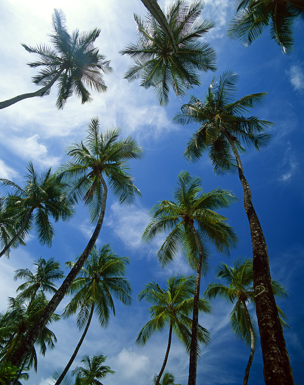 #200381-1 - Palm Trees, Tobago, West Indies, Caribbean