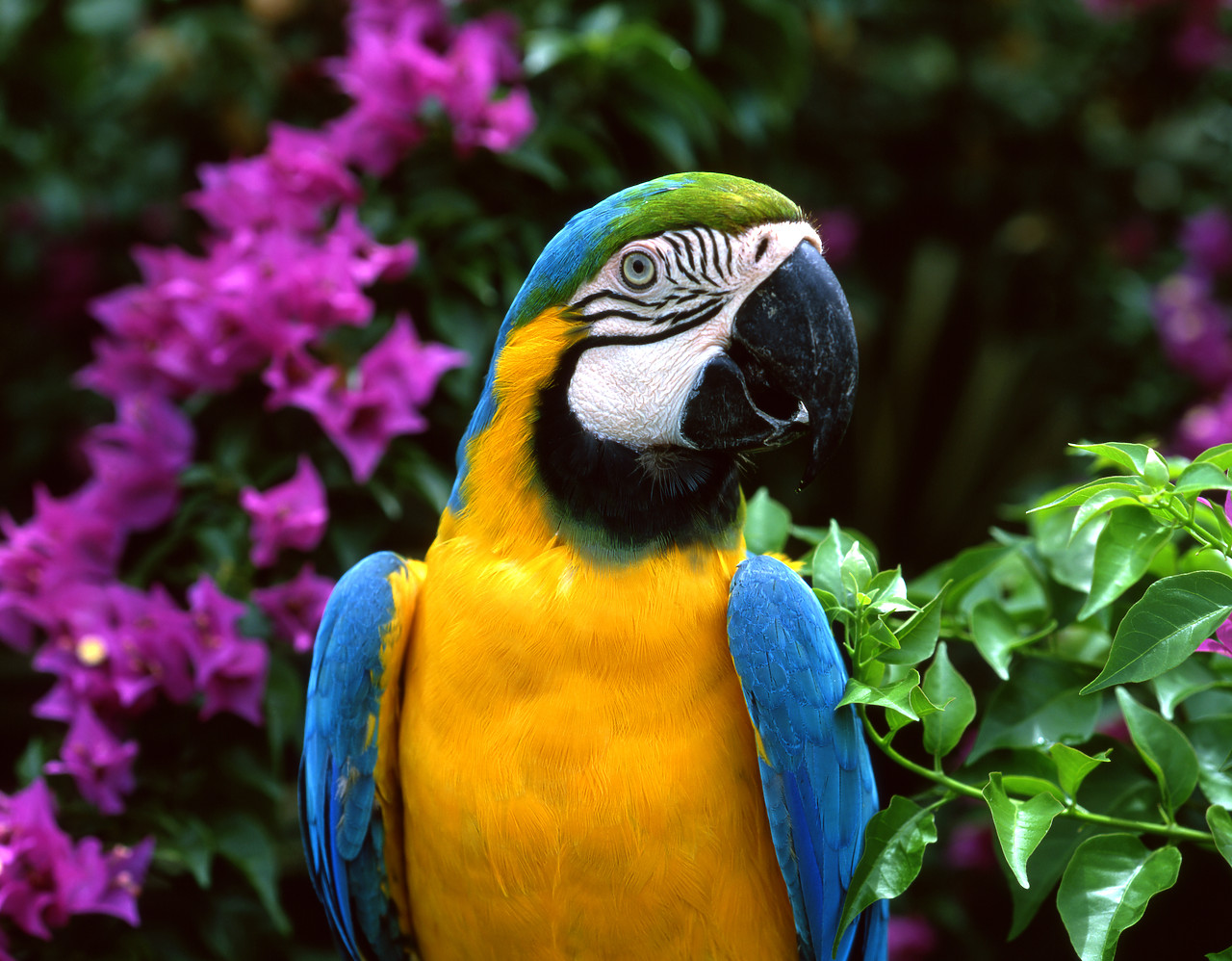 #200389-1 - Macaw, West Indies, Tobago