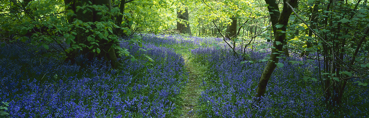 #200410-4 - Path though Bluebell Wood, Stoke Holy Cross, Norfolk, England