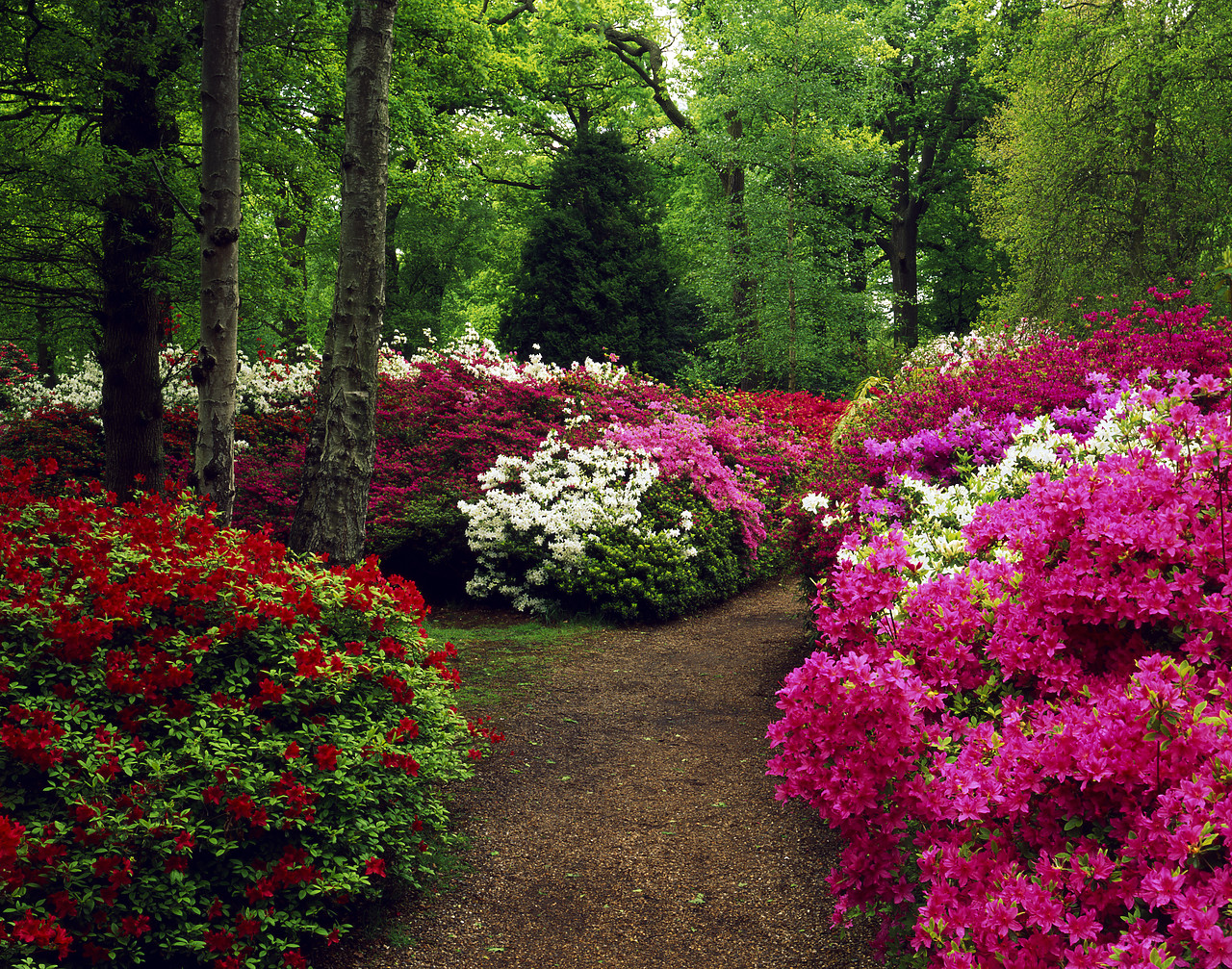 #200465-1 - Azalea Garden, Isabella Plantation, Surrey, England