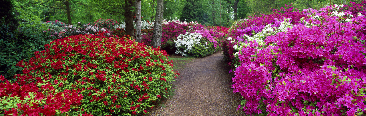 #200465-6 - Azalea Garden, Isabella Plantation, Surrey, England