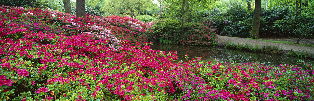 #200467-3 - Azalea Garden, Isabella Plantation, Surrey, England
