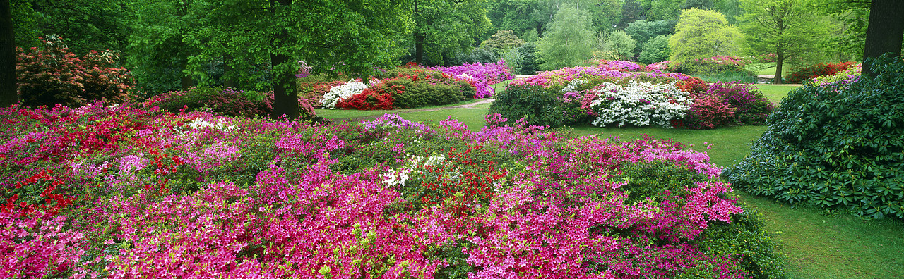 #200469-1 - Azalea Garden, Isabella Plantation, Surrey, England