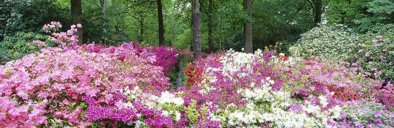 #200471-3 - Azalea Garden, Isabella Plantation, Surrey, England