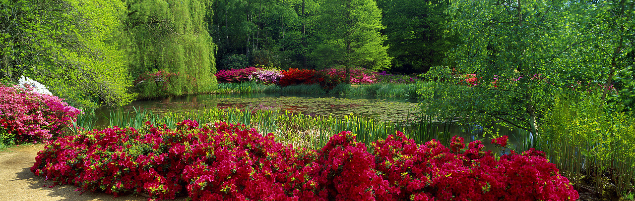 #200473-2 - Azalea Garden & Lake, Isabella Plantation, Surrey, England