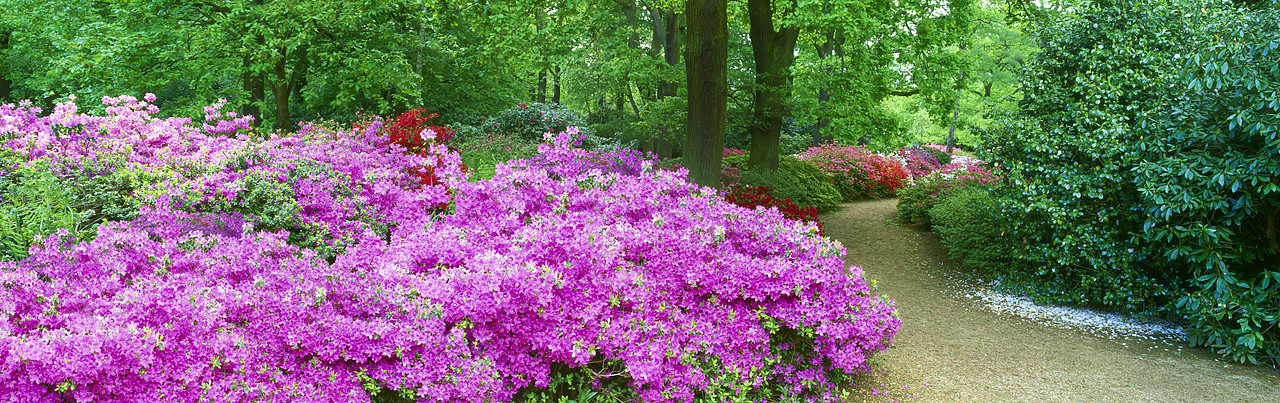 #200474-2 - Azalea Garden, Isabella Plantation, Surrey, England