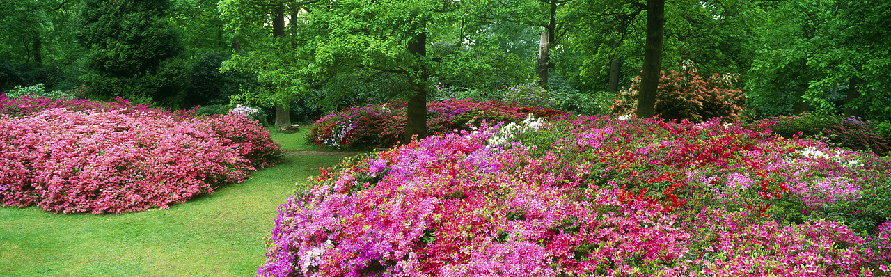 #200475-3 - Azalea Garden, Isabella Plantation, Surrey, England