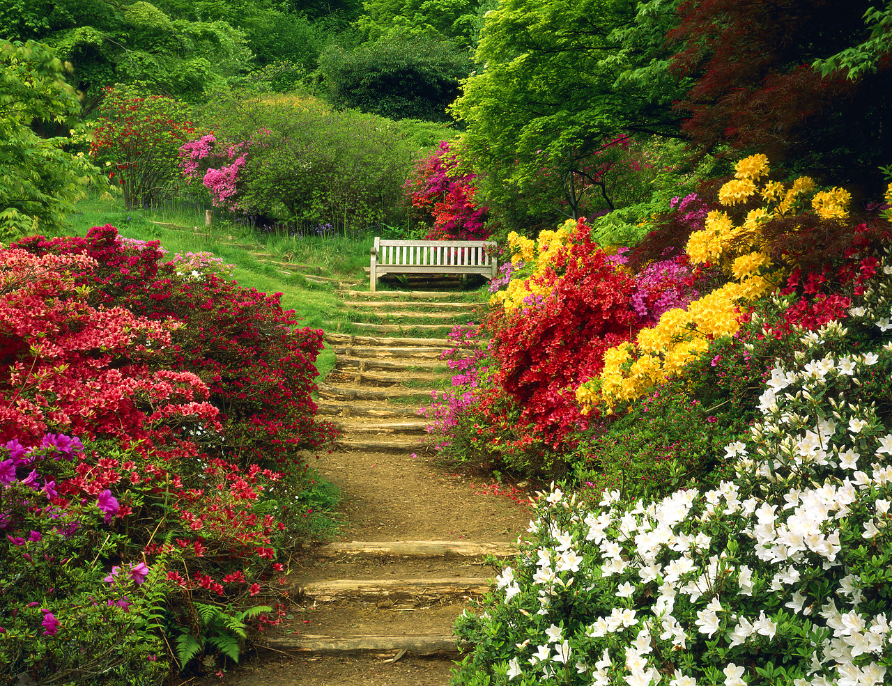 #200477-1 - The Azalea Steps, Winkworth Arborentum, Surrey, England