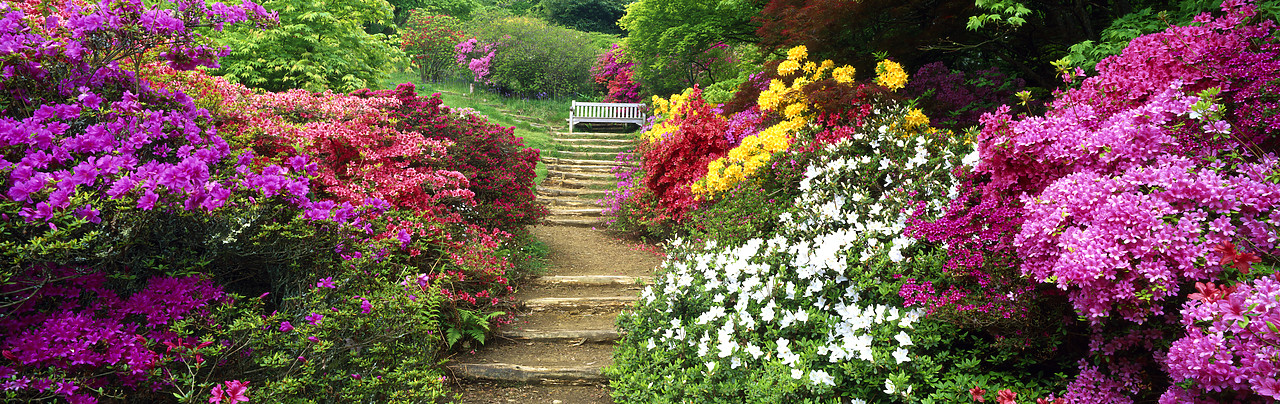 #200477-3 - The Azalea Steps, Winkworth Arboretum, Surrey, England